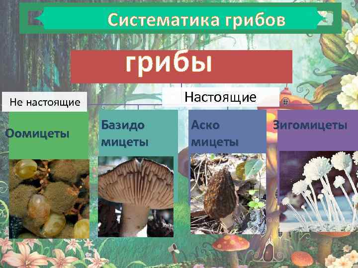 Эумикота - настоящие грибы