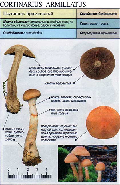 Паутинник съедобный (голубовато-опоясанный): фото и описание, съедобный или нет, как готовить