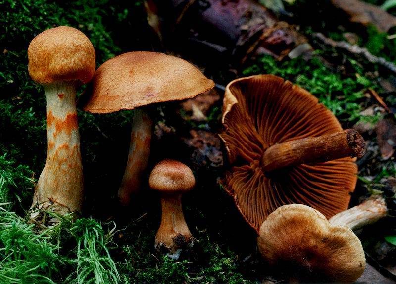 Паутинник красивейший - описание, где растет, ядовитость гриба