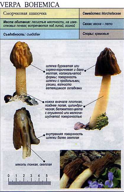 Сморчковая шапочка (Verpa bohemica)