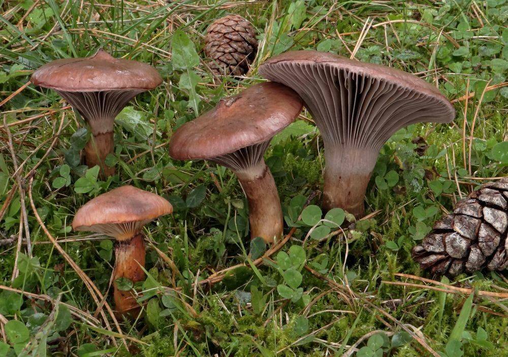 Мокруха пурпуровая: описание с фото, места произрастания и съедобность гриба
