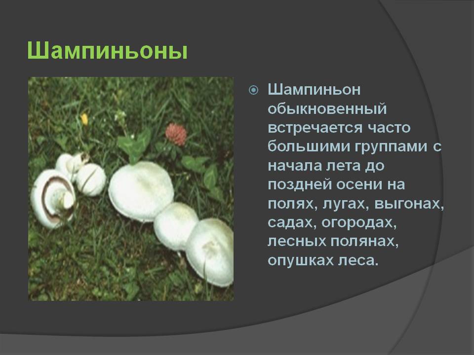 Виды съедобных шампиньонов: фото и описание лесных грибов