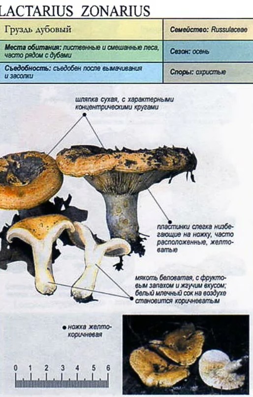 Груздь дубовый (Lactarius insulsus)