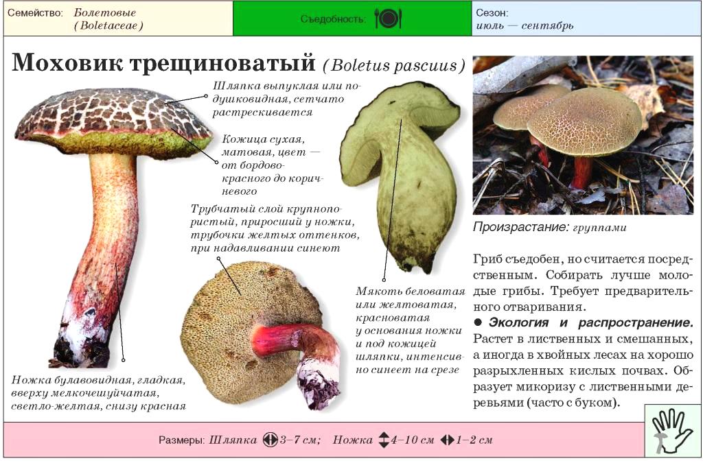 Гриб моховик - описание и фото, виды, ложные моховики