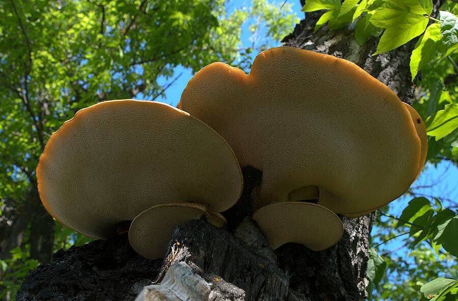 Какие съедобные грибы растут на деревьях и их описание (+34 фото)?