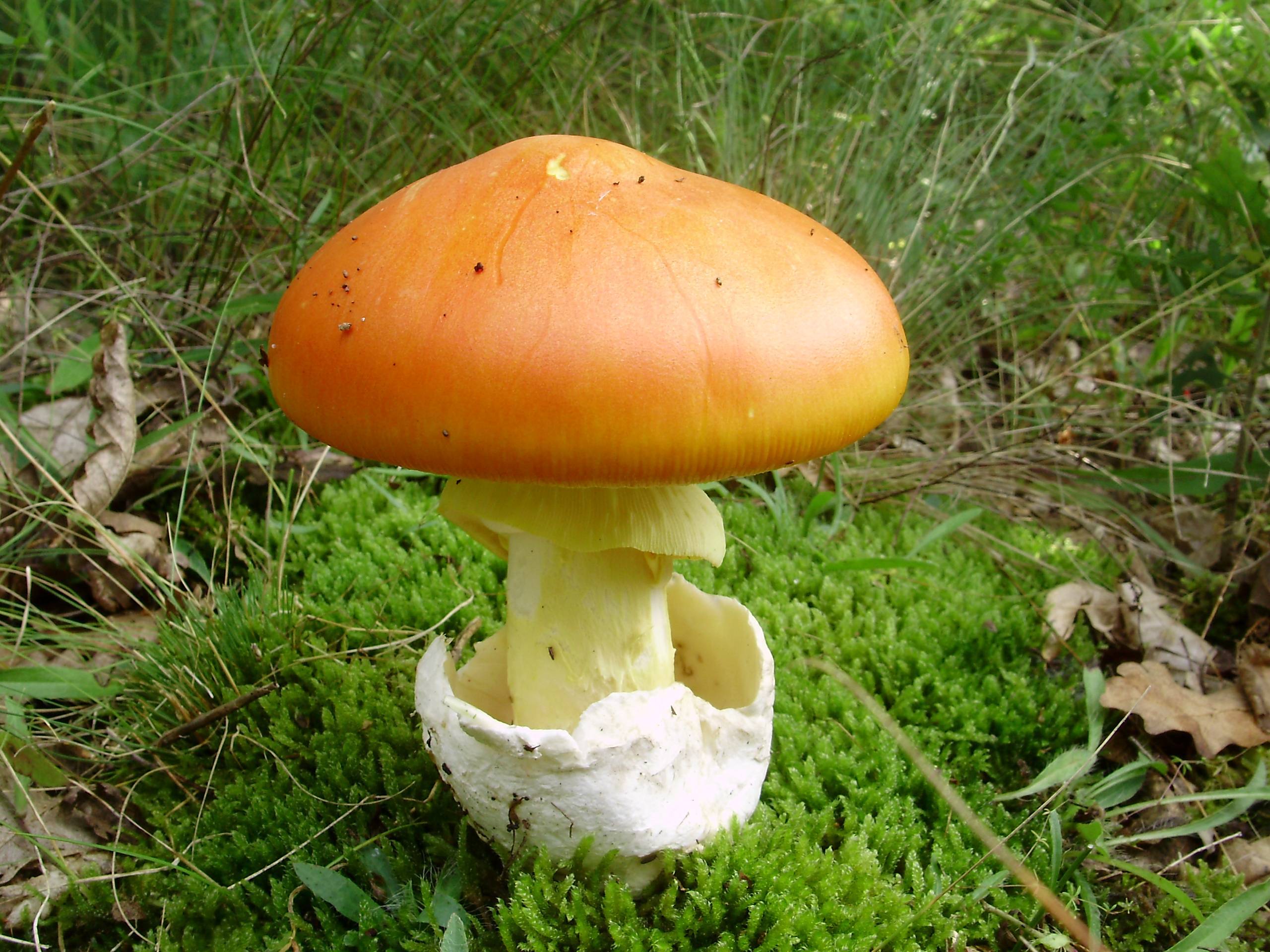 Цезарский гриб: состав, калорийность, польза, рецепты