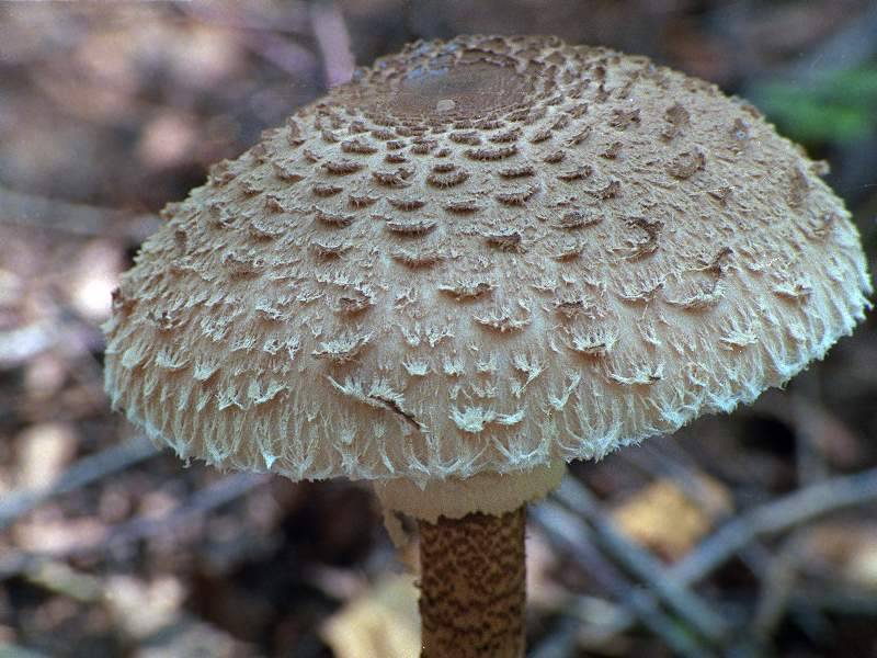 Рецепты приготовления гриба зонтика пёстрого и других видов