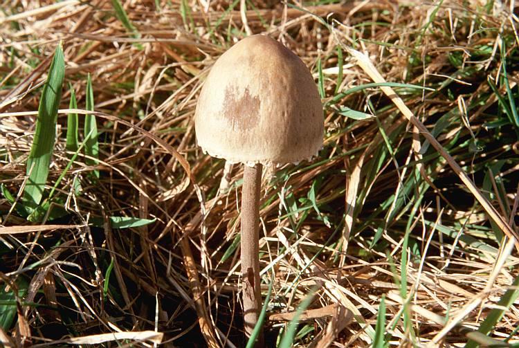 Панэолус каемчатый - съедобный галлюциноген грибного царства - грибы собираем