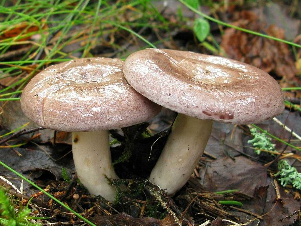 Млечник (род грибов) – описание, виды, фото, где растут, польза