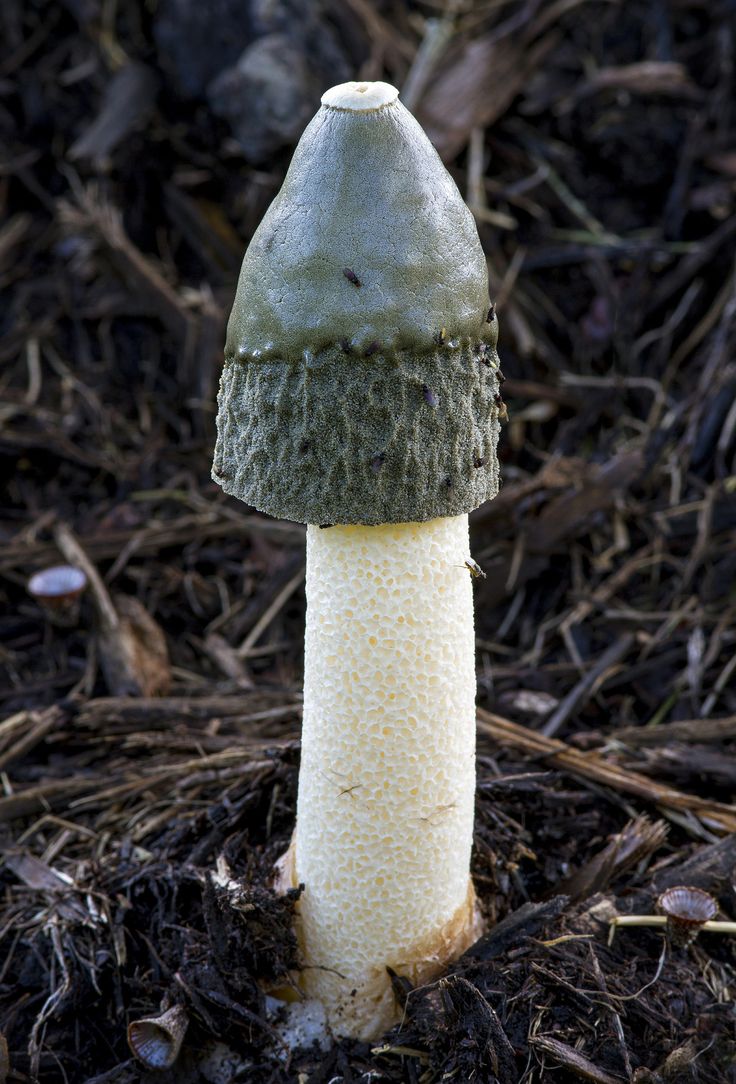 Мутинус равенеля (mutinus ravenelii): полное описание гриба с фото