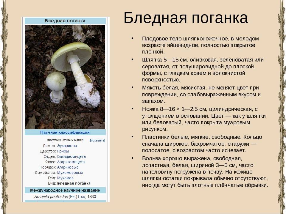 Жёлчный гриб или ложный белый гриб горчак: фото, описание, как его готовить и как отличить от двойников