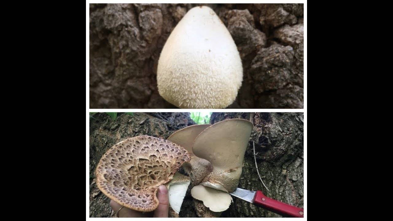 Вольвариелла шелковистая (volvariella bombycina) – грибы сибири