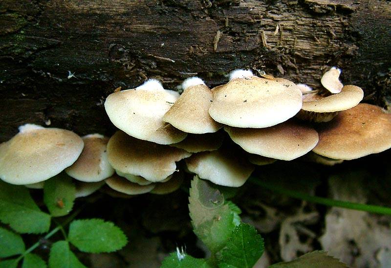 Шляпочные грибы со смещенной или отсутствующей ножкой