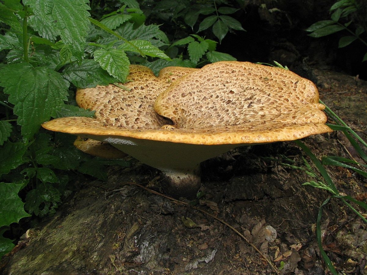 Чешуйчатый трутовик (Polyporus squamosus HUDS. Ex fr.)