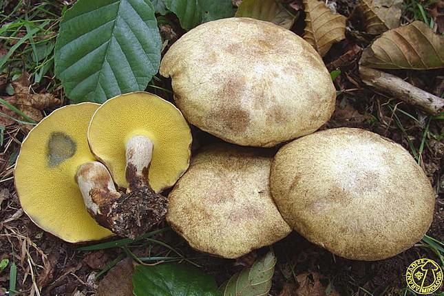 Подольшаник — описание, где растет, ядовитость гриба