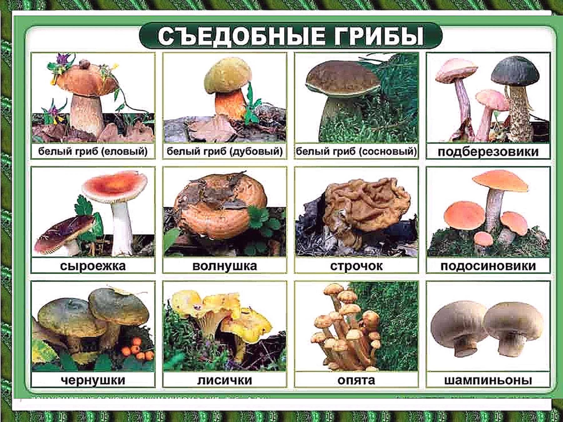 Древесный гриб: 32 вида с описаниями