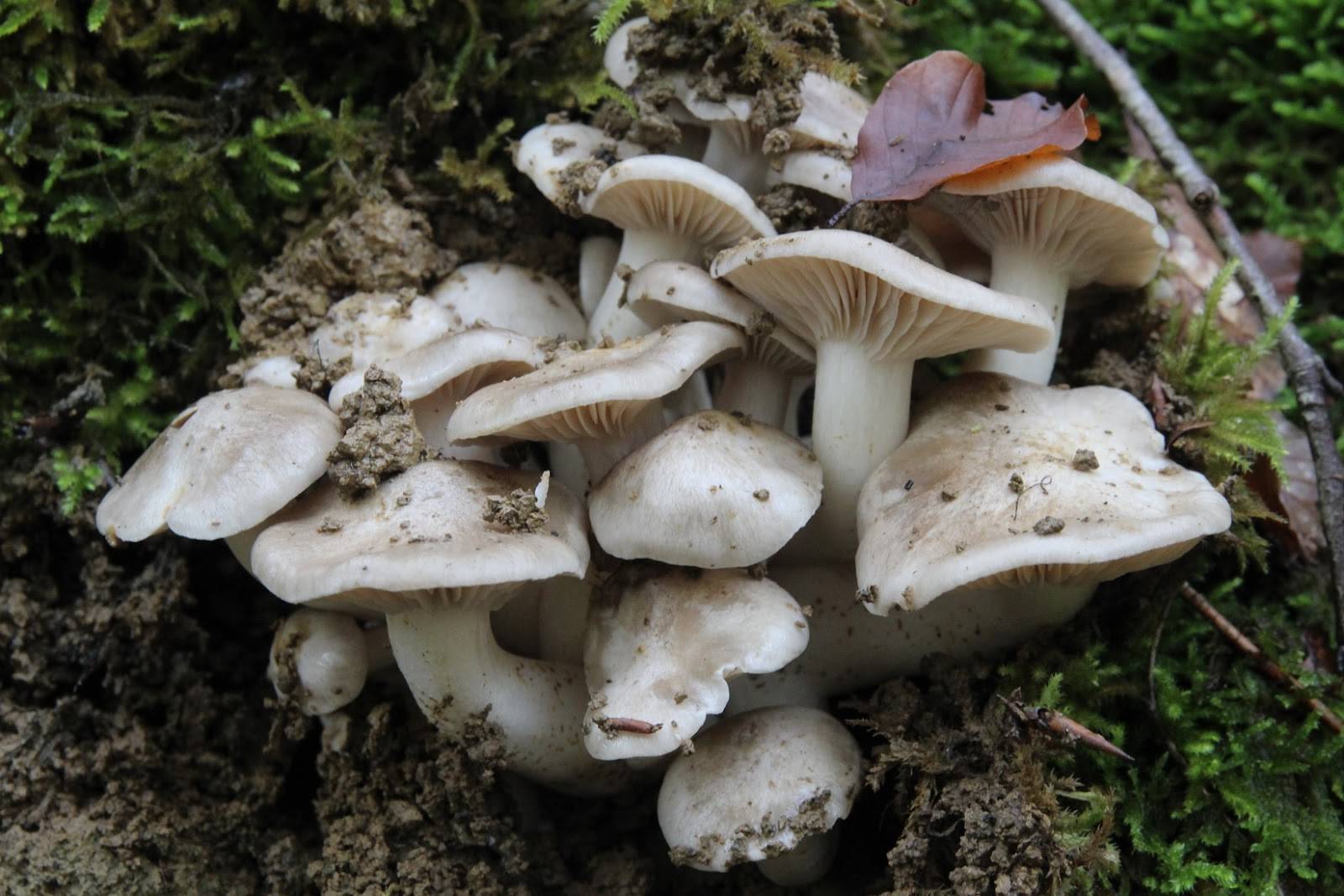 Вёшенка ильмовая (hypsizygus ulmarius) или лиофиллум ильмовый: фото, описание и как приготовить гриб
