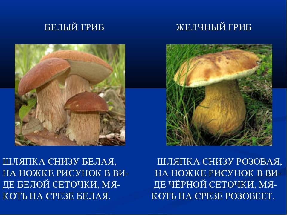 Как отличить ложный белый гриб и настоящий, его описание (+19 фото)?