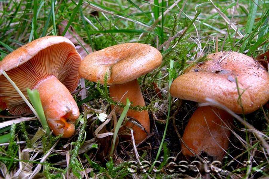 Ложный рыжик: фото и описание гриба, как выглядит и как отличить от настоящего