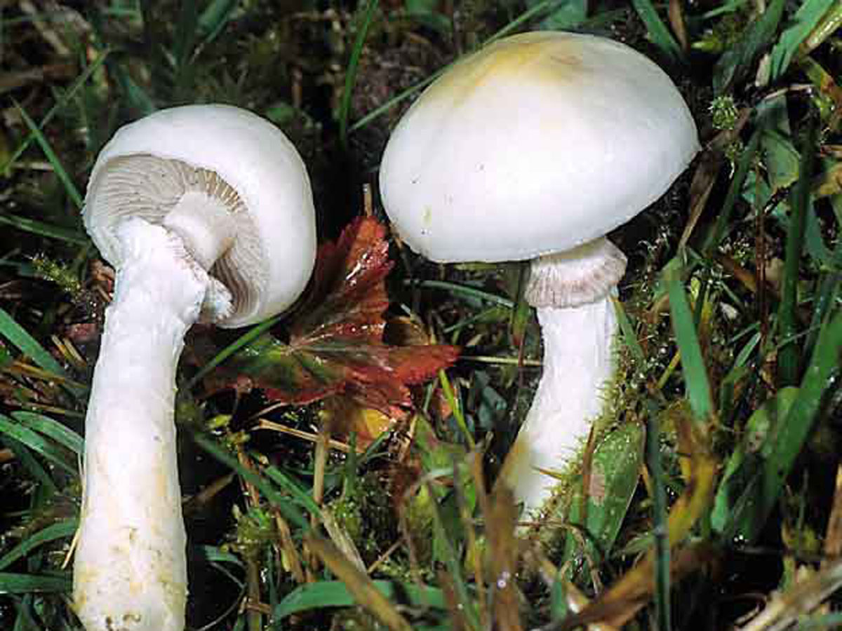 Строфария сине-зеленая — описание, где растет, ядовитость гриба