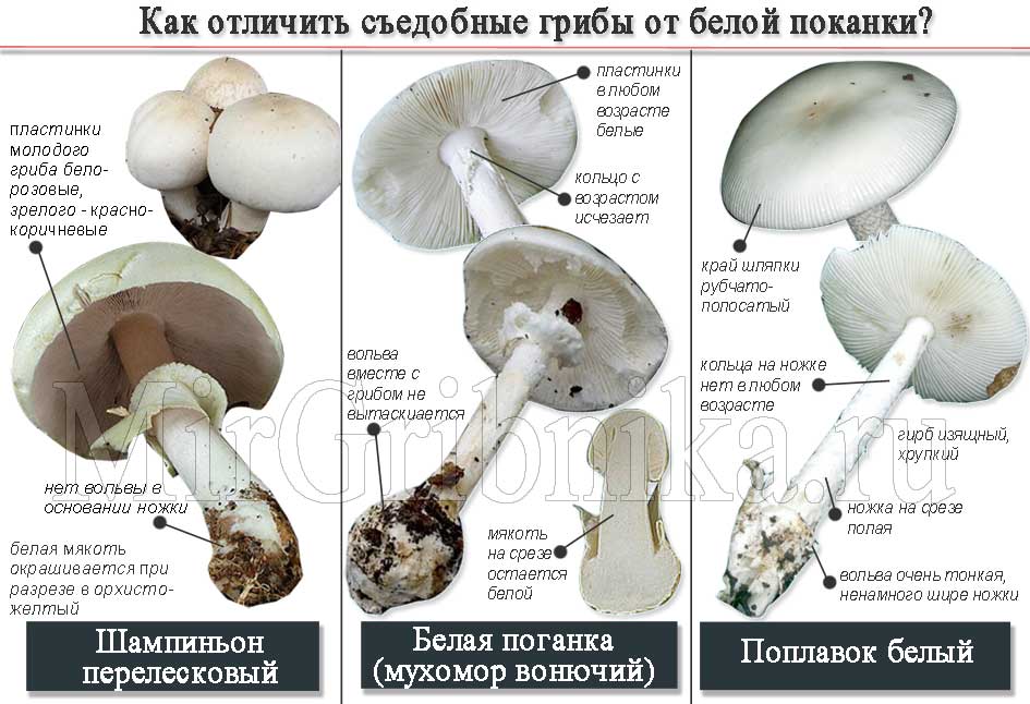 Шампиньон желтокожий - фото и описание гриба, как отличить, ядовитый или съедобный