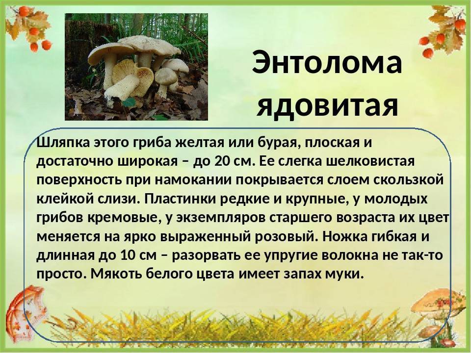 Энтолома ядовитая (entoloma sinuatum),описание гриба