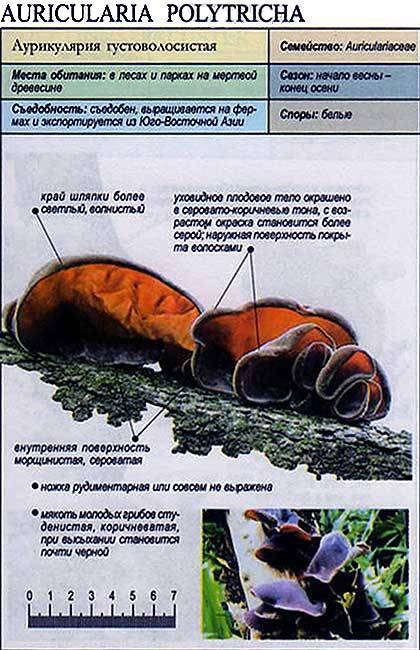 Аурикулярия густоволосистая (auricularia polytricha)