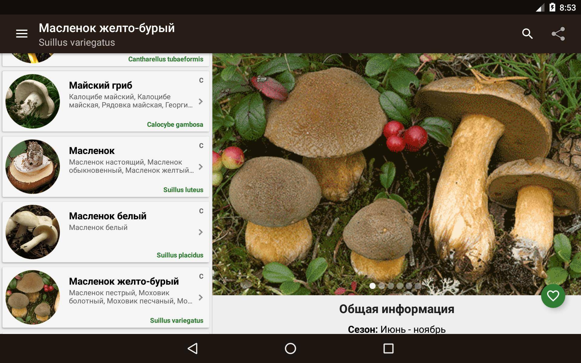Календарь грибов: грибной календарь на июнь, июль, август, весну и осень