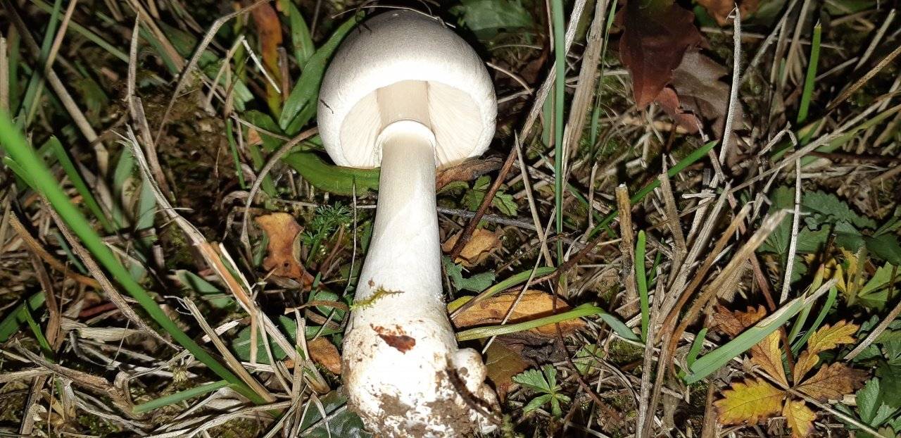 Смертельно опасный гриб лепиота ядовитая