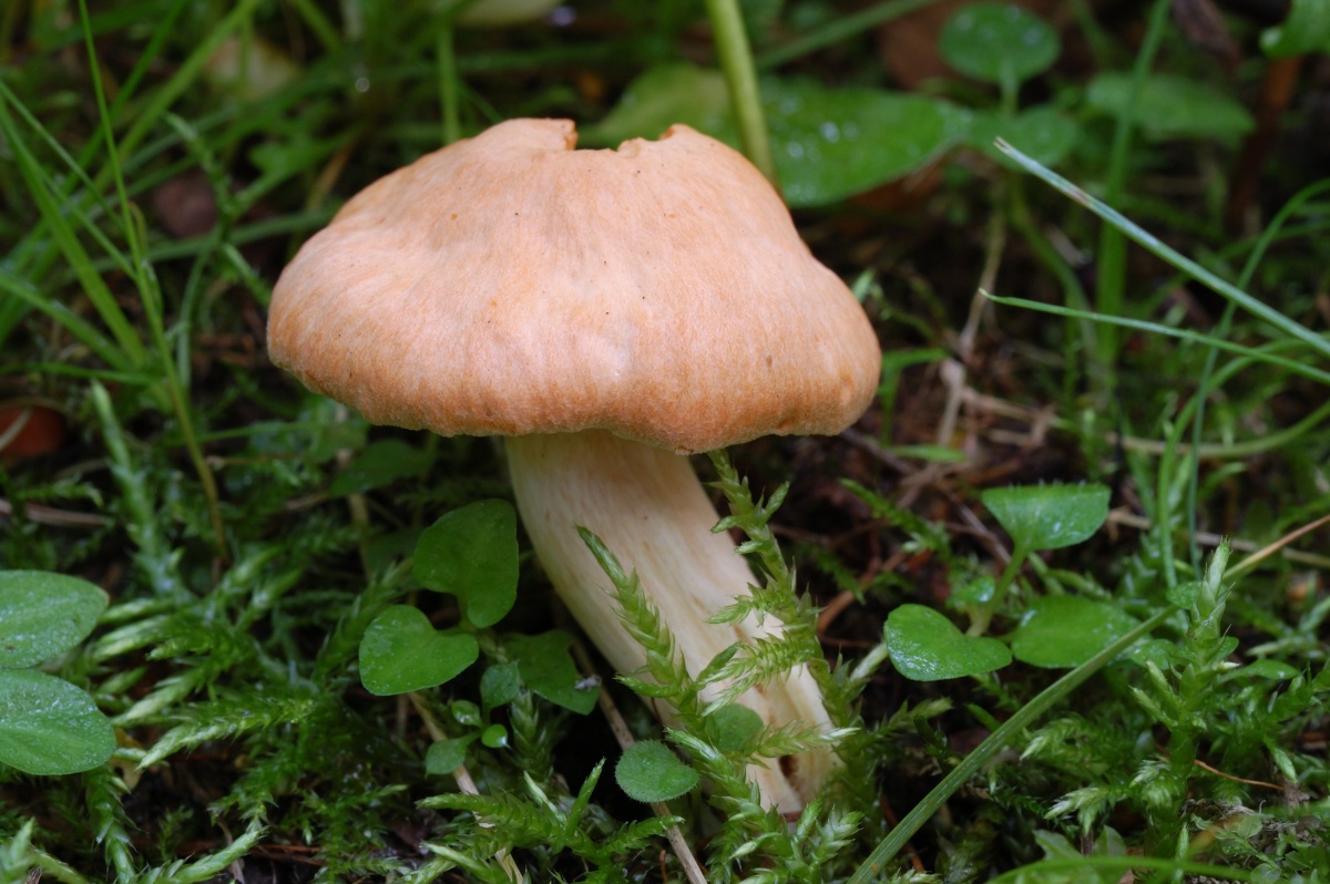 Гигрофор желтовато-белый (hygrophorus eburneus) – грибы сибири