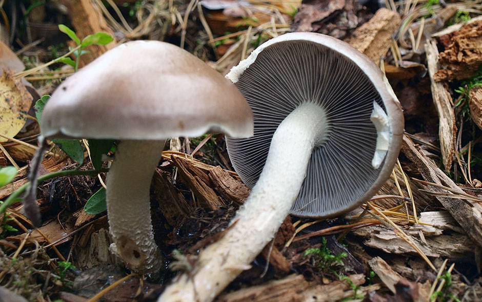 Строфария хорнеманна (stropharia hornemannii) – грибы сибири