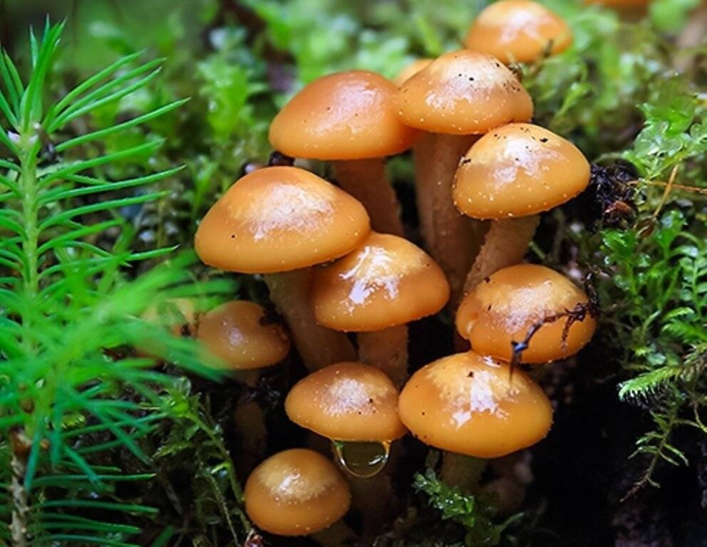 Галерина сфагновая: съедобен ли этот гриб? — викигриб