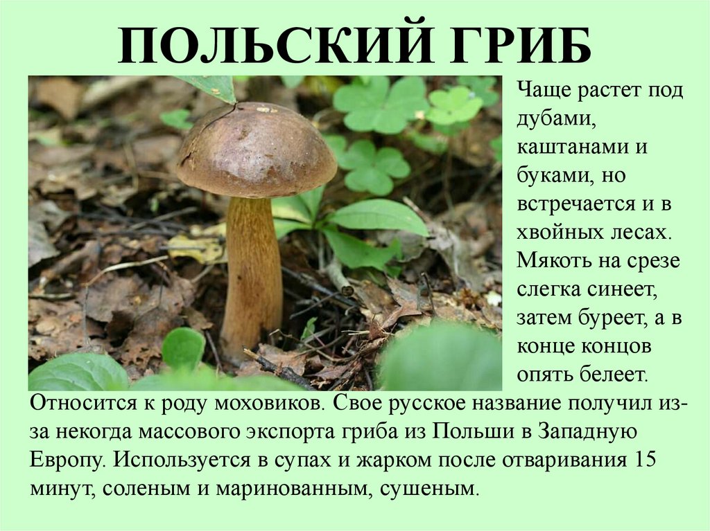 Польский гриб - фото и описание, рецепты