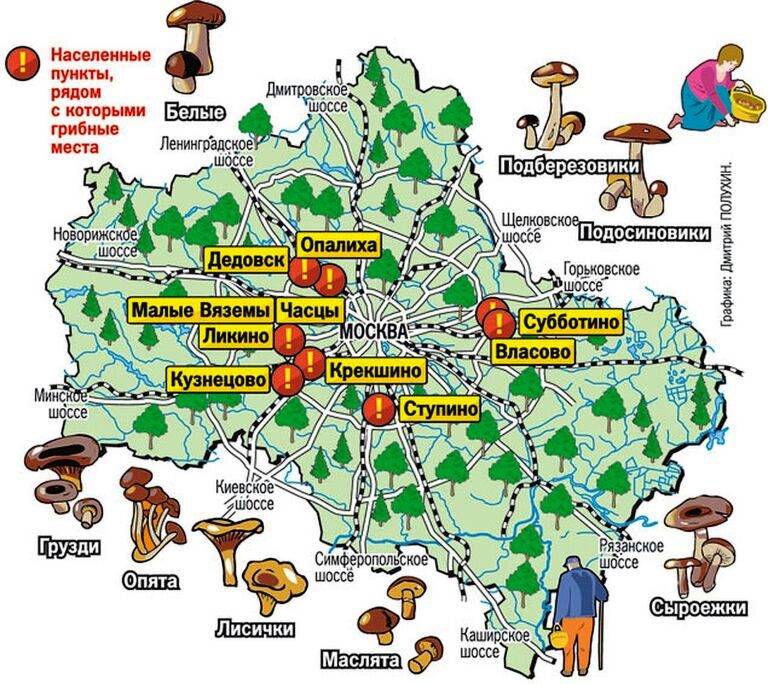 Ядовитые грибы ленинградской области
