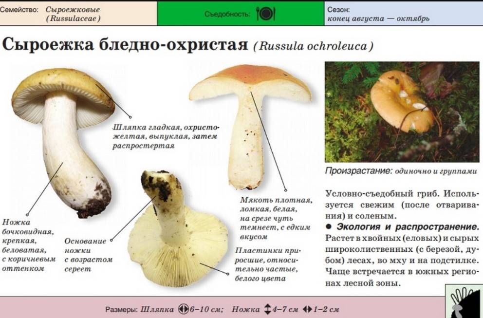Съедобные грибы сыроежки: фото и описание видов и разновидностей сыроежек (зеленоватая, пищевая, розовая)