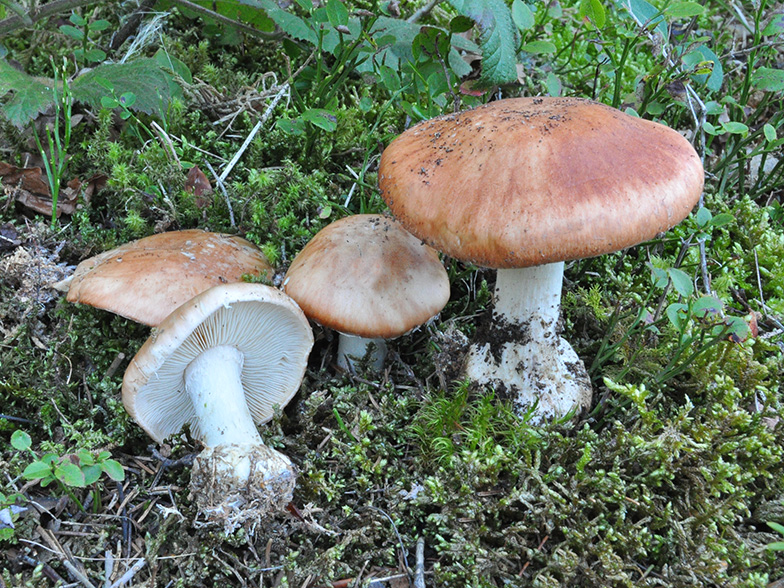 Белопаутинник клубненосный (leucocortinarius bulbiger) – грибы сибири