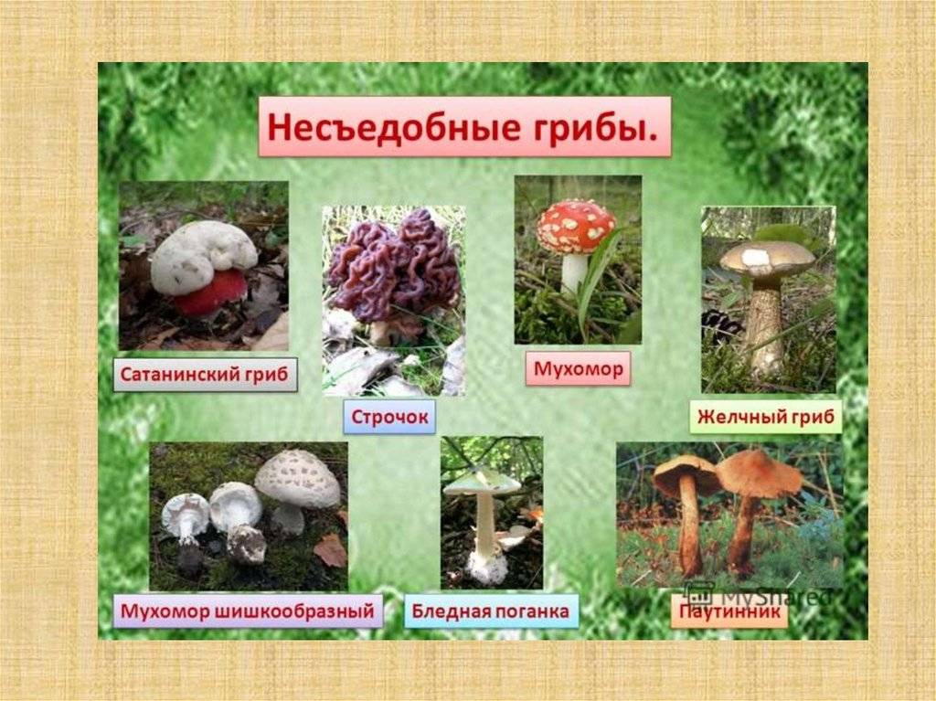 Осенние грибы 2023 в сентябре и октябре: съедобные виды, фото и картинки, названия