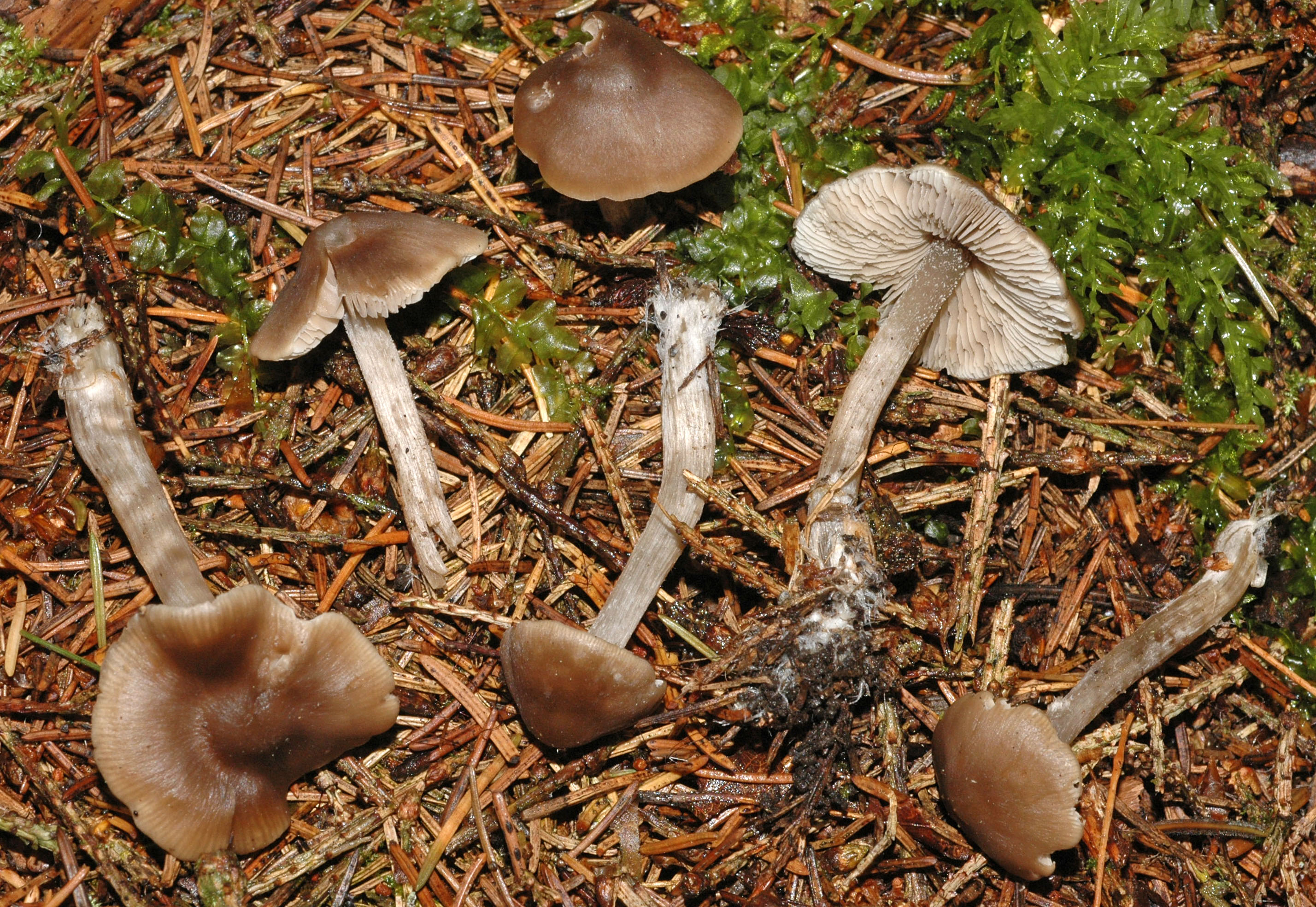 Лиофиллюм скученный (lyophyllum decastes) – грибы сибири