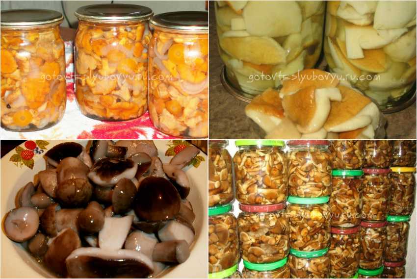 Маринованные белые грибы на зиму: как приготовить в банках, простые рецепты без стерилизации, фото и видео