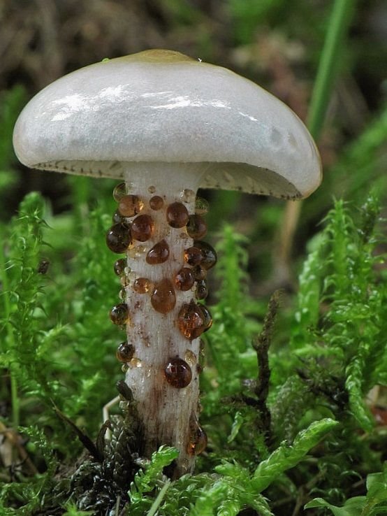 Мокруха пятнистая (Gomphidius maculatus): съедобный гриб 4 категории с фото