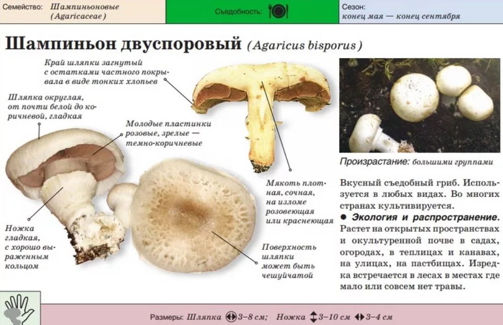 Вкусные салаты с жареными грибами шампиньонами: фото и рецепты приготовления простых и сложных блюд