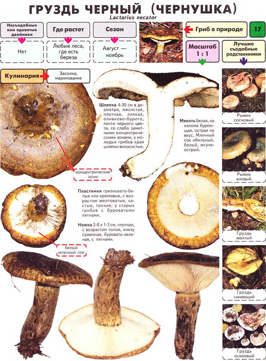 Белый груздь: описание и рецепты - грибы собираем
