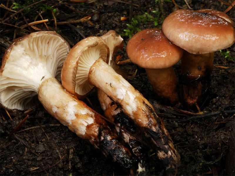 Мокруха сибирская (chroogomphus sibiricus) – грибы сибири