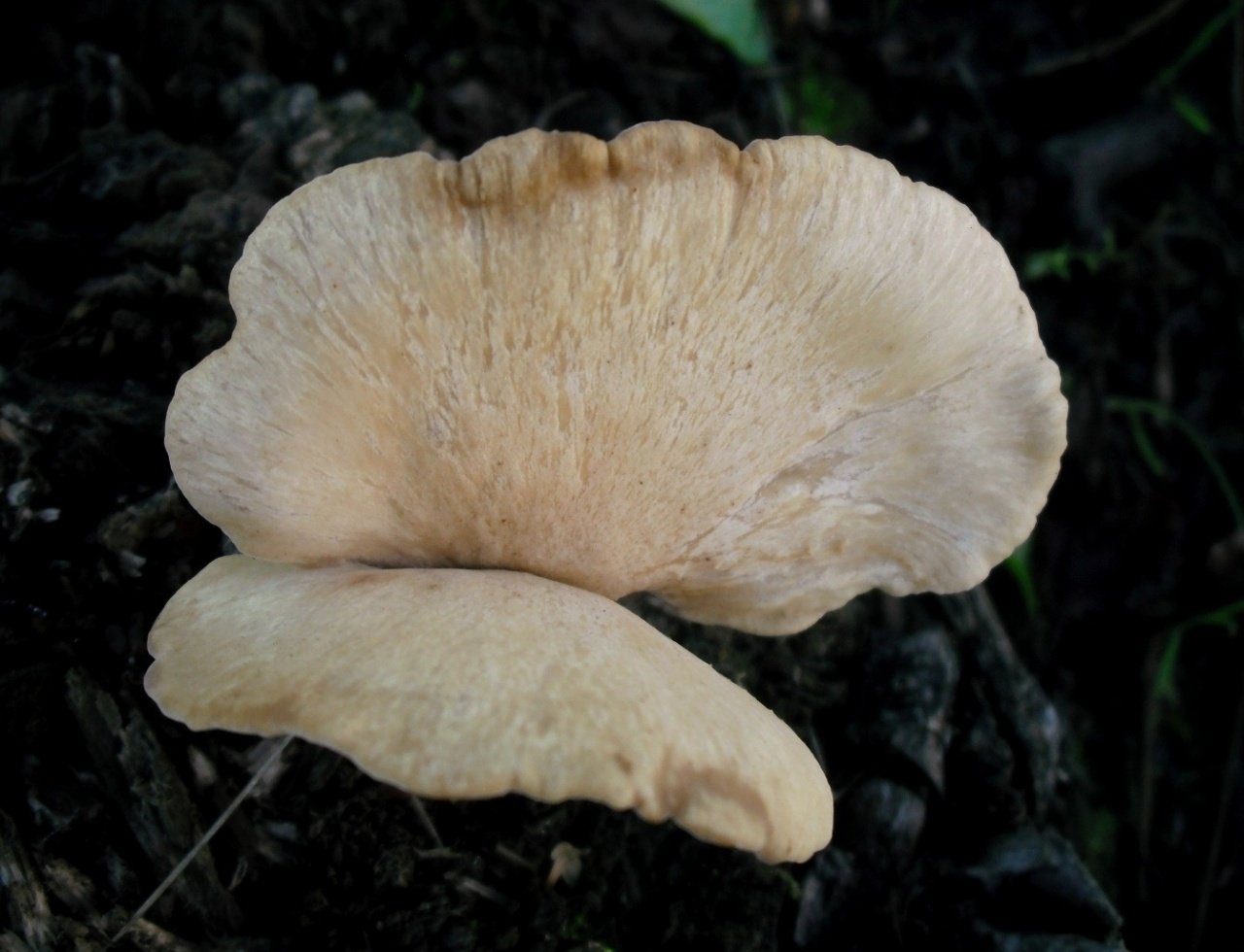 13 / часть 1 / трутовики и другие деревообитающие афиллофоровые грибы /татьяна светлова: сайт о грибах