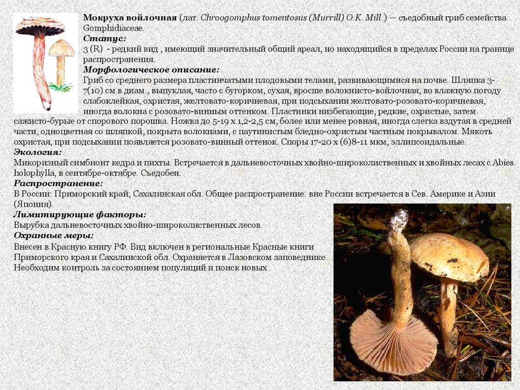 Мокруха пурпуровая: описание с фото, места произрастания и съедобность гриба