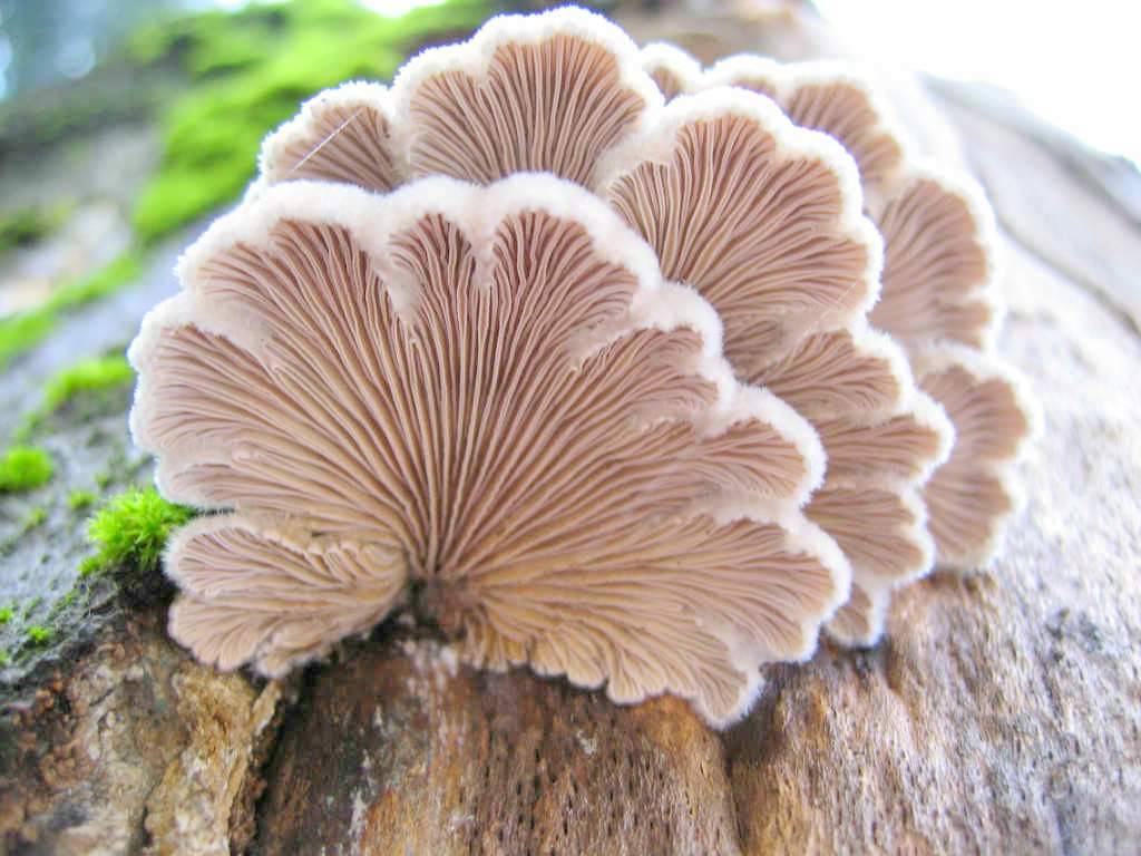 Щелелистник обыкновенный - описание, где растет, ядовитость гриба