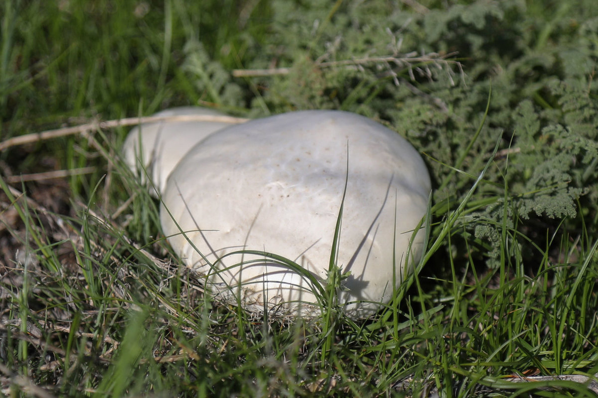 Съедобные грибы - названия видов, краткое описание и фото — природа мира