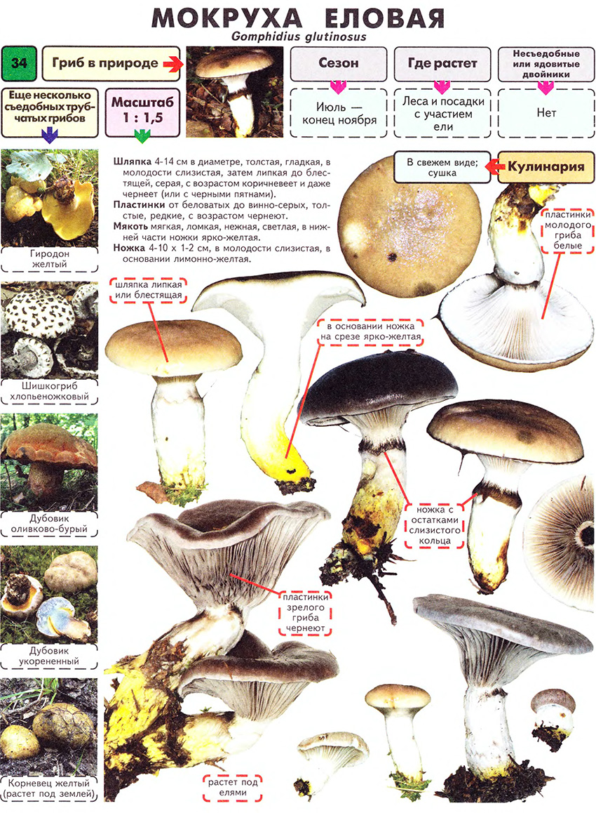 Все грибы из красной книги россии - краткое описание и фото | грибной дневник лидии бам | дзен