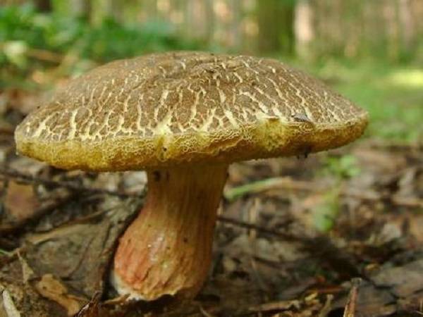 Моховик трещиноватый –  описание и фото гриба, где растет, схожие виды