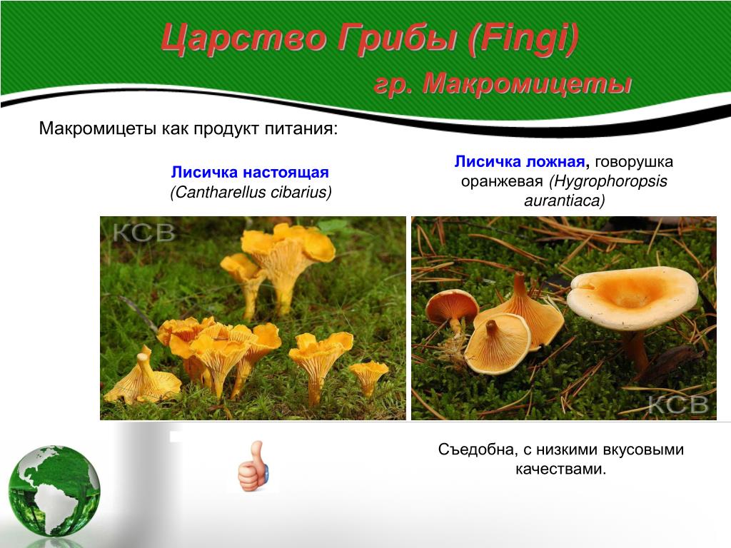 Cantharellus (род грибов)